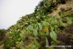 Thumbnail for the post titled: Kate Bell’s Cactus and Ellwood Oil